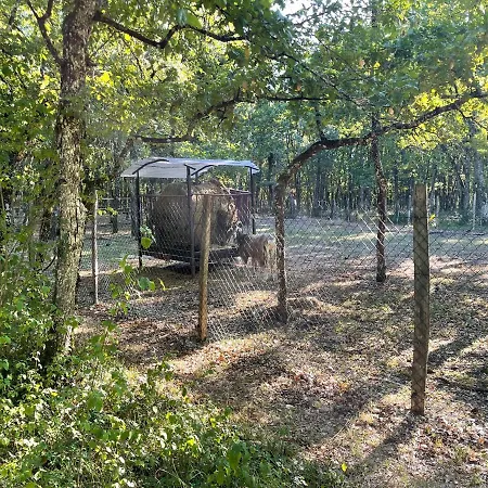 Ironvan אתר קמפינג